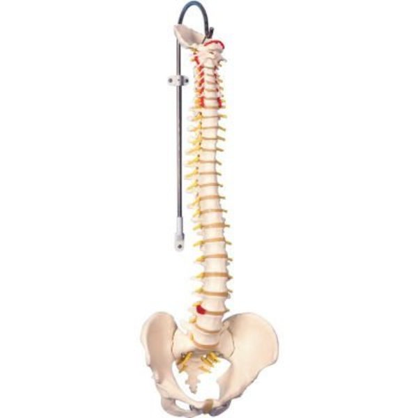 Fabrication Enterprises 3B® Anatomical Model - Flexible Spine, Classic, Male 960559